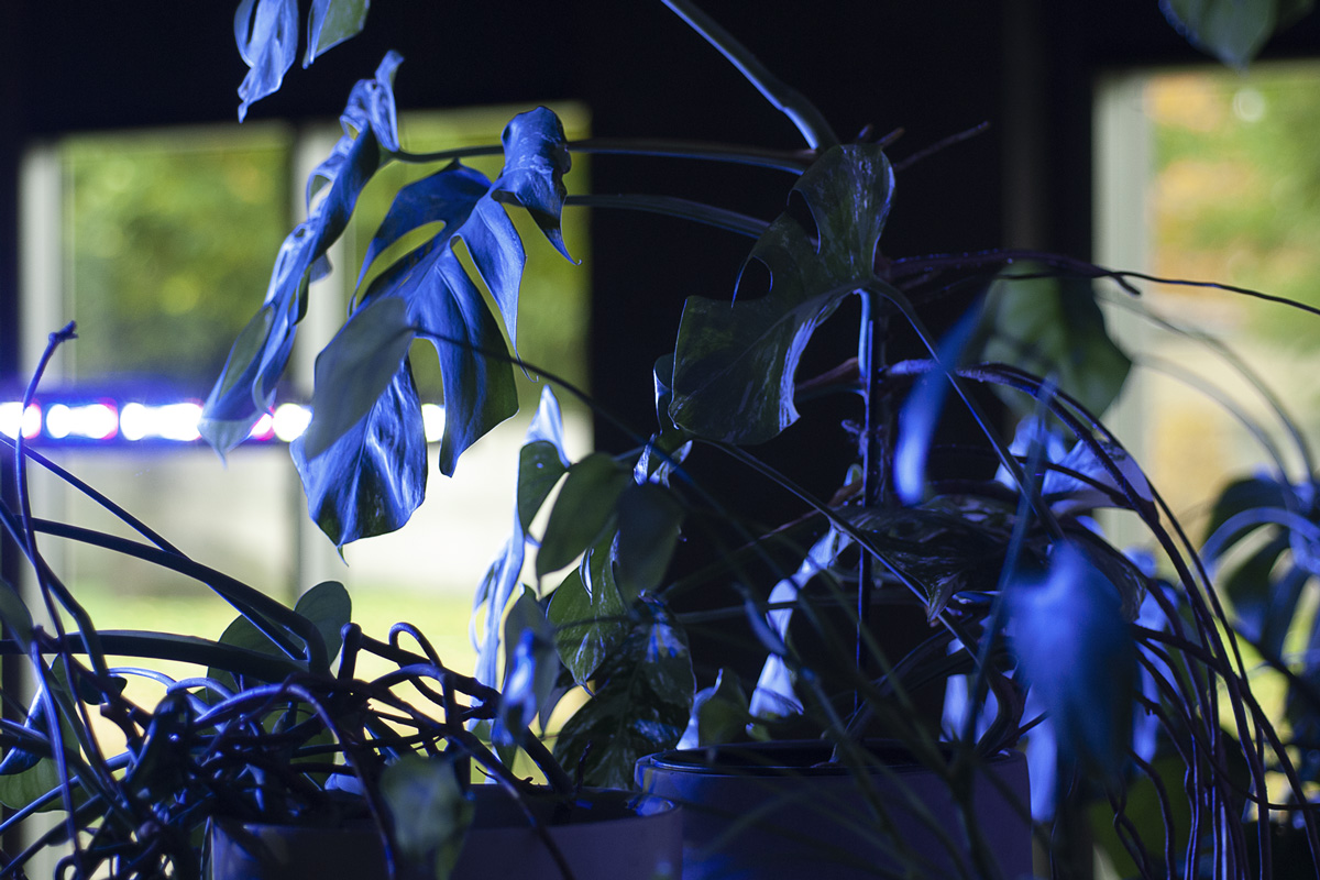 2022-abstrakttropik-installation-21